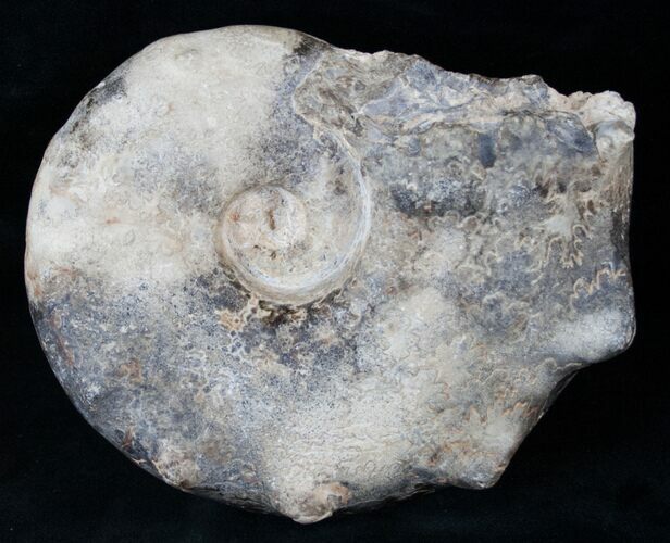 Bumpy Mammites Ammonite Fossil - Morocco #13836